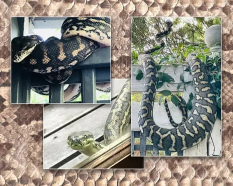 Embracing my Serpents in the Roof: An Evolution from Fear to Fascination
